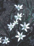 Ornithogalum umbellatum | Star of Bethlehem | Nap at Noon | Snowdrop | 20_Seeds
