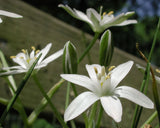 Ornithogalum umbellatum | Star of Bethlehem | Nap at Noon | Snowdrop | 20_Seeds