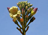 Oroxylum indicum | Midnight Horror|Broken Bones Plant |Indian Trumpet | 10_Seeds