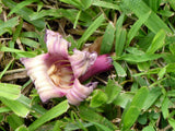 Oroxylum indicum | Midnight Horror|Broken Bones Plant |Indian Trumpet | 10_Seeds