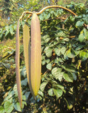 Oroxylum indicum | Midnight Horror|Broken Bones Plant |Indian Trumpet | 10_Seeds