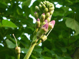 Oroxylum indicum | Midnight Horror|Broken Bones Plant |Indian Trumpet | 10_Seeds