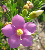 Orphium frutescens | Sea Rose | Sticky Flower | Chironia arenaria | 20_Seeds