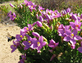 Orphium frutescens | Sea Rose | Sticky Flower | Chironia arenaria | 20_Seeds