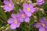 Orphium frutescens | Sea Rose | Sticky Flower | Chironia arenaria | 20_Seeds