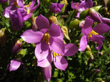 Orphium frutescens | Sea Rose | Sticky Flower | Chironia arenaria | 20_Seeds