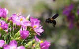 Orphium frutescens | Sea Rose | Sticky Flower | Chironia arenaria | 20_Seeds