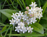 Asclepias ovalifolia | Dwarf Oval leaf Milkweed | 10_Seeds