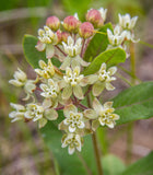 Asclepias ovalifolia | Dwarf Oval leaf Milkweed | 10_Seeds