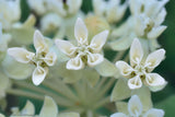 Asclepias ovalifolia | Dwarf Oval leaf Milkweed | 10_Seeds