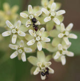 Asclepias ovalifolia | Dwarf Oval leaf Milkweed | 10_Seeds