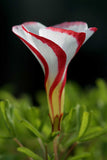 Oxalis versicolor | Candycane Sorrel | 10_Seeds