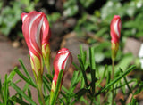 Oxalis versicolor | Candycane Sorrel | 10_Seeds