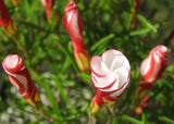 Oxalis versicolor | Candycane Sorrel | 10_Seeds