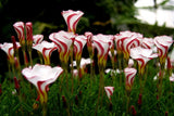 Oxalis versicolor | Candycane Sorrel | 10_Seeds