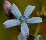 Oxypetalum caeruleum | Tweedia | Southern Star | Blue Milkweed Vine | 10_Seeds