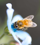 Oxypetalum caeruleum | Tweedia | Southern Star | Blue Milkweed Vine | 10_Seeds