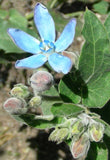 Oxypetalum caeruleum | Tweedia | Southern Star | Blue Milkweed Vine | 10_Seeds