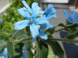 Oxypetalum caeruleum | Tweedia | Southern Star | Blue Milkweed Vine | 10_Seeds