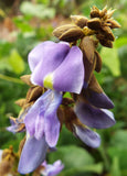Pachyrhizus erosus | Jicama | Mexican Yam & Potato & Turnip | Yambean | 20_Seeds