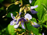 Pachyrhizus erosus | Jicama | Mexican Yam & Potato & Turnip | Yambean | 20_Seeds