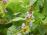 Pachyrhizus erosus | Jicama | Mexican Yam & Potato & Turnip | Yambean | 20_Seeds