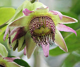 Passiflora palenquensis | 10_Seeds