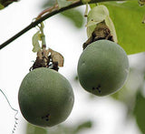 Passiflora palenquensis | 10_Seeds