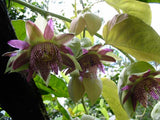 Passiflora palenquensis | 10_Seeds