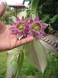 Passiflora palenquensis | 10_Seeds