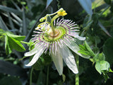 Passiflora pallens | Pineland Passionflower | 10_Seeds