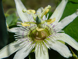 Passiflora pallens | Pineland Passionflower | 10_Seeds