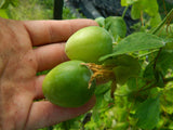 Passiflora pallens | Pineland Passionflower | 10_Seeds