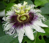 Passiflora Panama Gold | Passion Vine | 20_Seeds