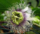 Passiflora Panama Gold | Passion Vine | 20_Seeds