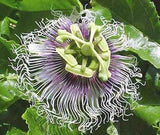 Passiflora Panama Red | Passion Vine | 5_Seeds