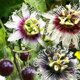 Passiflora Panama Red | Passion Vine | 5_Seeds