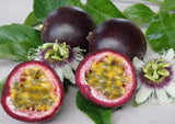 Passiflora Panama Red | Passion Vine | 5_Seeds