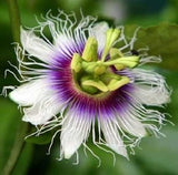 Passiflora Panama Red | Passion Vine | 5_Seeds