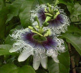 Passiflora Panama pandora | 5_Seeds