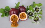 Passiflora Panama pandora | 5_Seeds