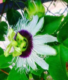 Passiflora Panama pandora | 5_Seeds