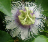 Passiflora Panama pandora | 5_Seeds