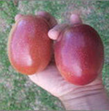 Passiflora Panama pandora | 5_Seeds