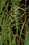 Panicum anceps | Beaked Panicgrass | 100_Seeds