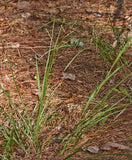 Panicum anceps | Beaked Panicgrass | 100_Seeds