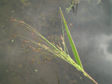 Panicum dichotomiflorum | Fall Panicgrass | Autumn Millet | 100_Seeds