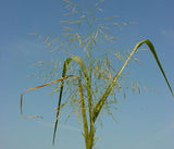 Panicum dichotomiflorum | Fall Panicgrass | Autumn Millet | 100_Seeds