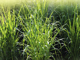 Panicum dichotomiflorum | Fall Panicgrass | Autumn Millet | 100_Seeds