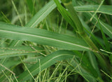 Panicum dichotomiflorum | Fall Panicgrass | Autumn Millet | 100_Seeds